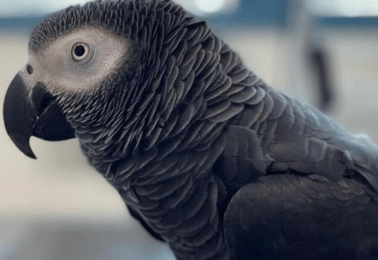 Get Rewarded AED 4000 If You Help This Family Find Their Talking Parrot