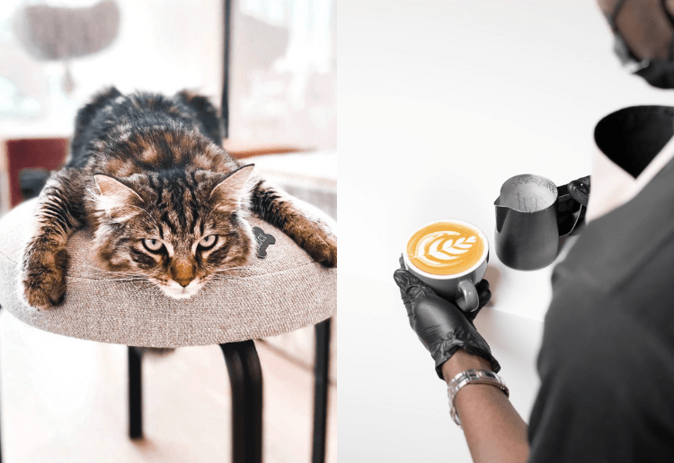 5 Must Visit Cute & Cozy Cat Cafés In The UAE