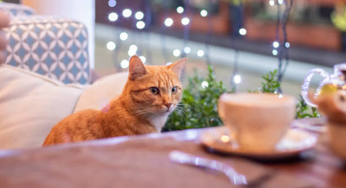 Top 3 Cat Cafes In Dubai