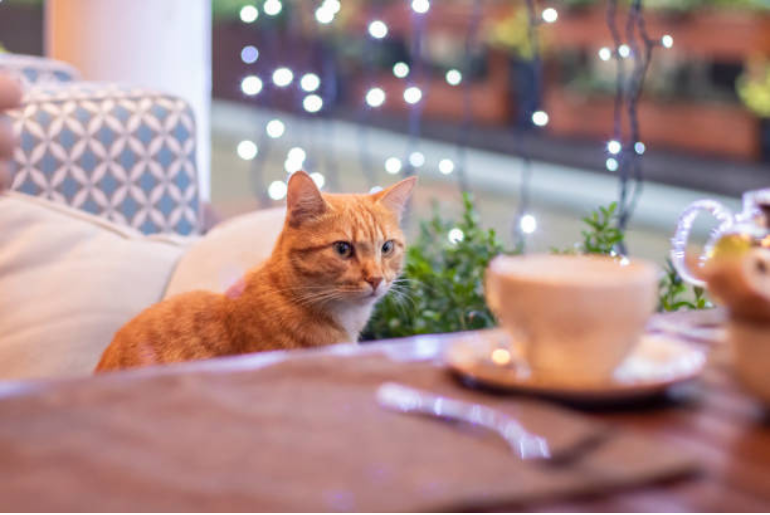 Top 3 Cat Cafes In Dubai