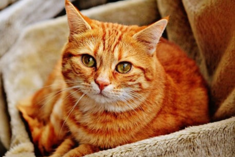 cat hotel 1