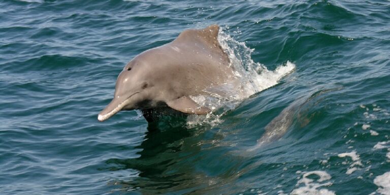 Humpback dolphin