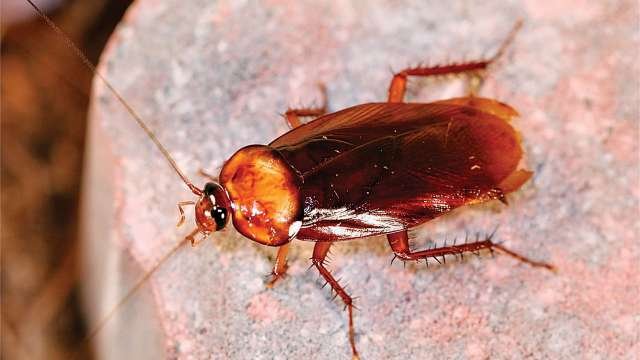 This Zoo Lets You Name A Cockroach After Your Ex & Feed It To An Animal On Valentine’s Day