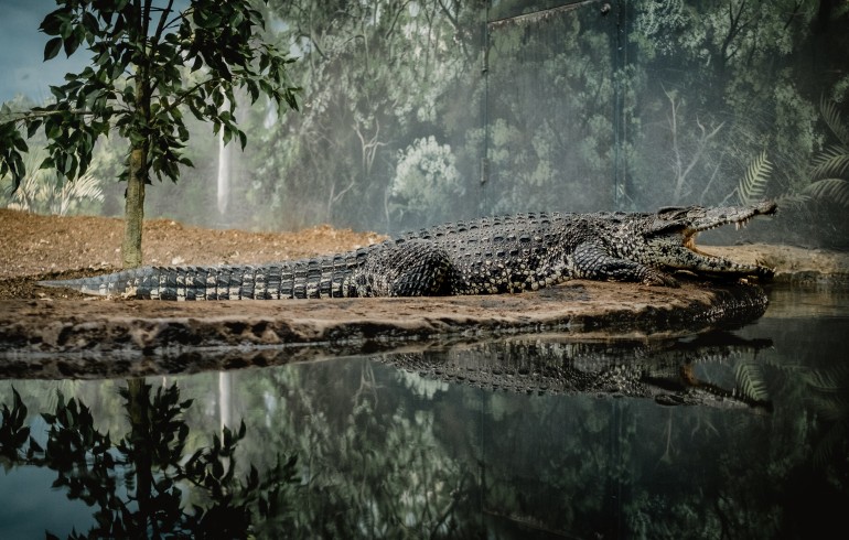 dubai crocodile park