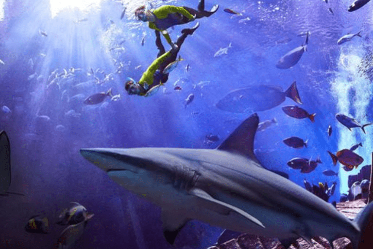Atlantis Dubai Presents Shark Week: A Thrilling Journey Into The Deep Seas And A Commitment To The Atlas Project