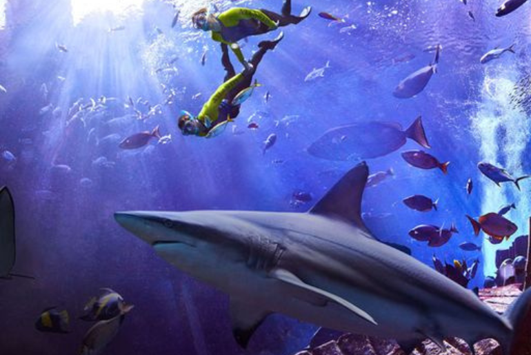 You Can Now Dive With Sharks At Atlantis Dubai