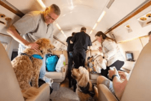 This Public Charter JET Is Only For Dogs & Will Take You From Dubai To The UK For AED 36,000