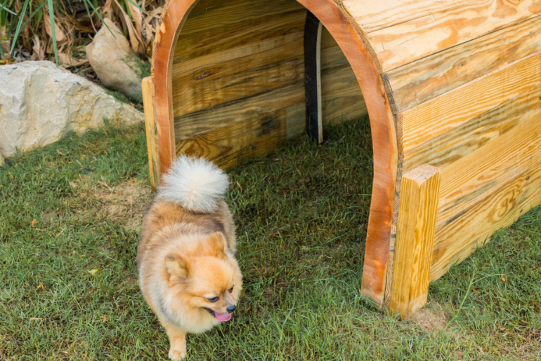 There Is A New Pet-Friendly Play Park In Dubai And It's Inside Of A Hotel