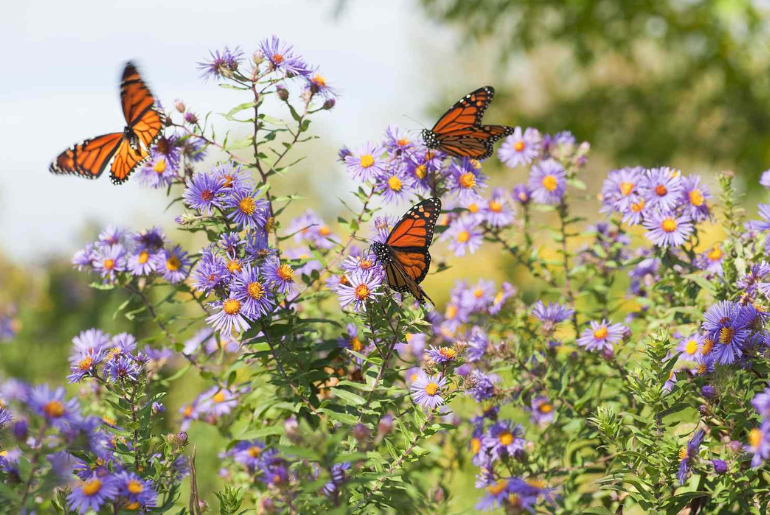 2,000 Butterflies Are Fluttering Into Abu Dhabi Next Year In An All-New Butterfly Garden