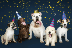 Dubai’s Top 7 Best Pet-Friendly Places To Ring In 2024 With Your Pets!