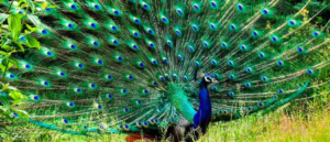 Did You Know Dubai Has A Park With Wild Peacocks? & You Can Enter For FREE