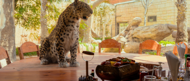 Have your Breakfast In This Zoo & You Can Feed Elephants And More Animals For Less Than AED 100!