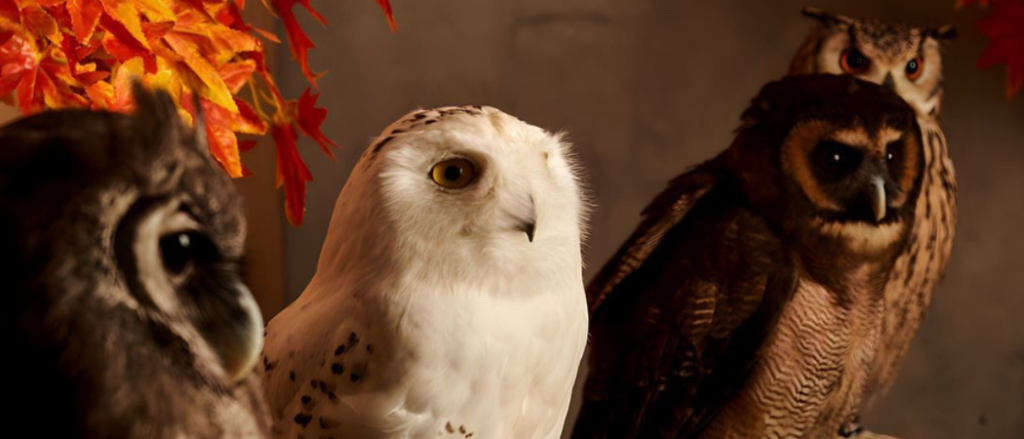 Middle East's First & Only Owl Cafe Is In Abu Dhabi - Play & Eat With 9 Beautiful Owls