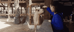 Sharjah’s New Pygmy Zoo Lets You See Dwarfed Animals For AED 20! Want To Feed A Mini Camel?