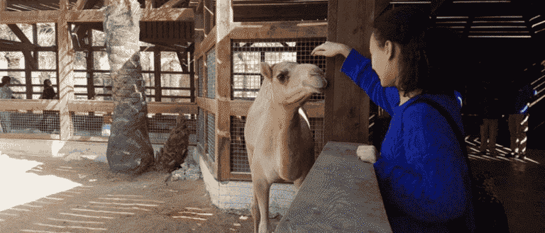 Sharjah's New Pygmy Zoo Lets You See Dwarfed Animals For AED 20! Want To Feed A Mini Camel?
