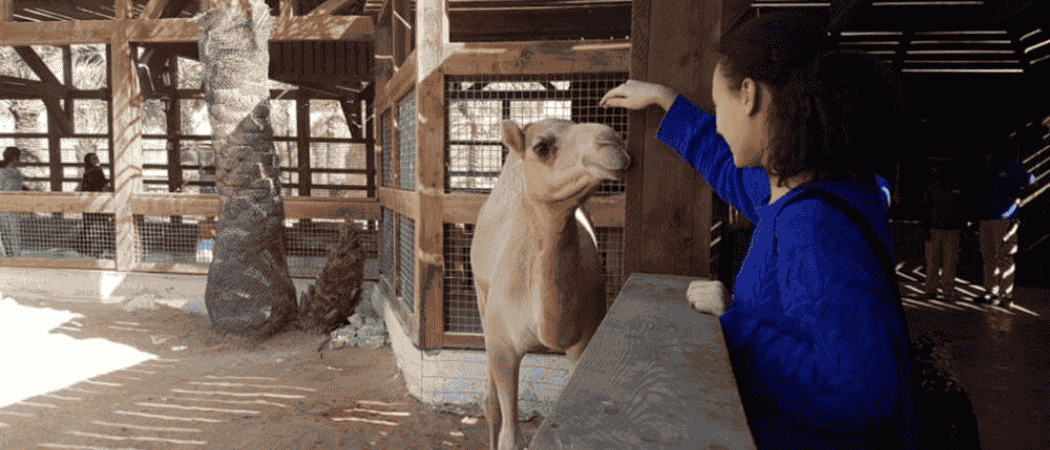 Sharjah's New Pygmy Zoo Lets You See Dwarfed Animals For AED 20! Want To Feed A Mini Camel?