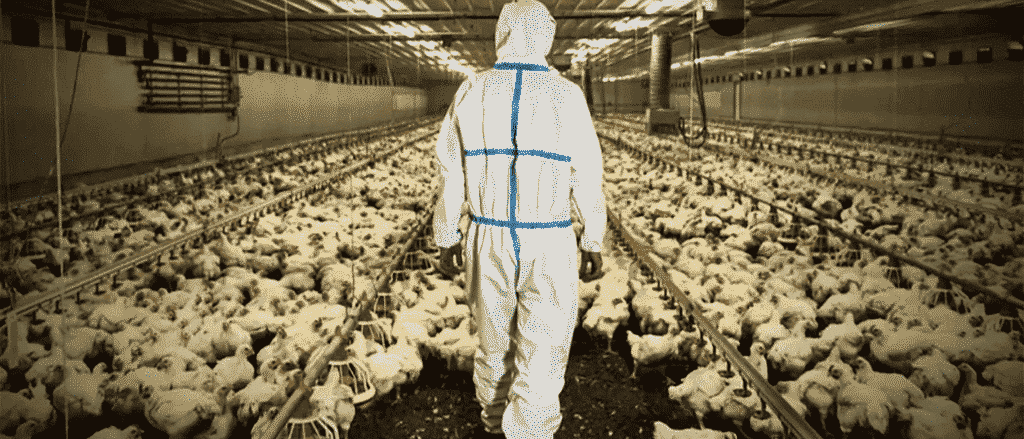 Understanding Bird Flu: What It Is, Preventions To Take & How It Affects The UAE