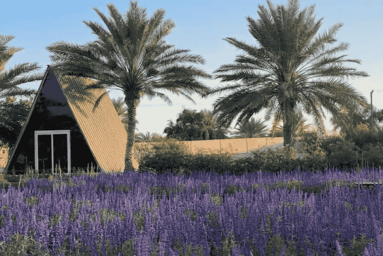 5 Must-Visit Farms in the UAE for a Blooming Good Time!