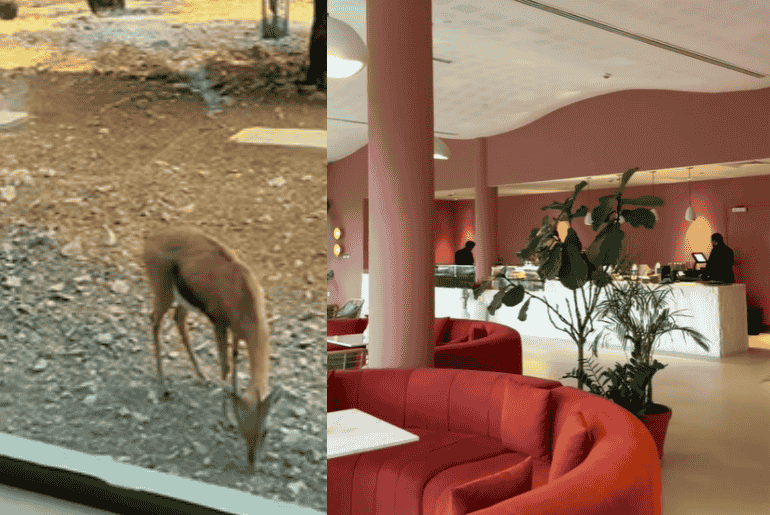 Looking for Something Fun to Do This Weekend? This Café Lets You Dine with Free-Roaming Deer!