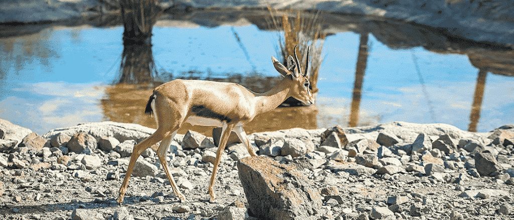 Looking for Something Fun to Do This Weekend? This Café Lets You Dine with Free-Roaming Deer!