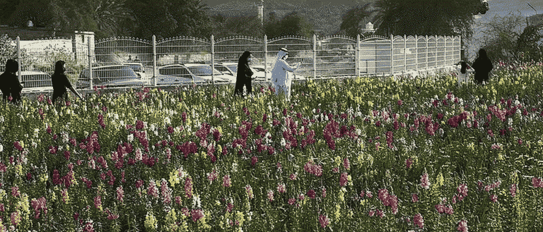 5 Must-Visit Farms in the UAE for a Blooming Good Time!