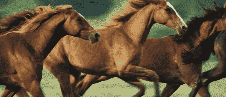 UAE's Most Unique Iftar - Break Your Fast With Retired Horses This Ramadan