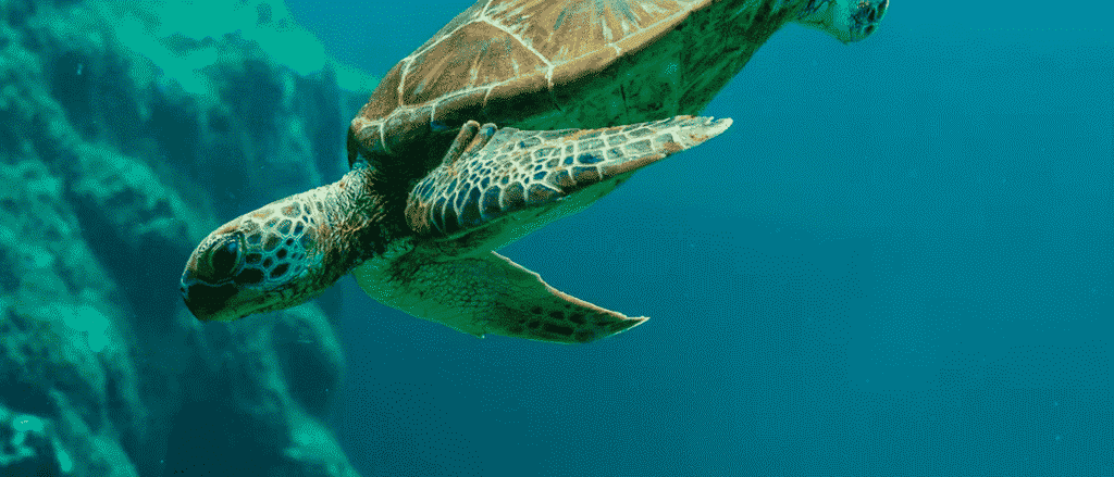 Forget Brunch - This Free Turtle Lagoon in Dubai Is the Real Weekend Plan!