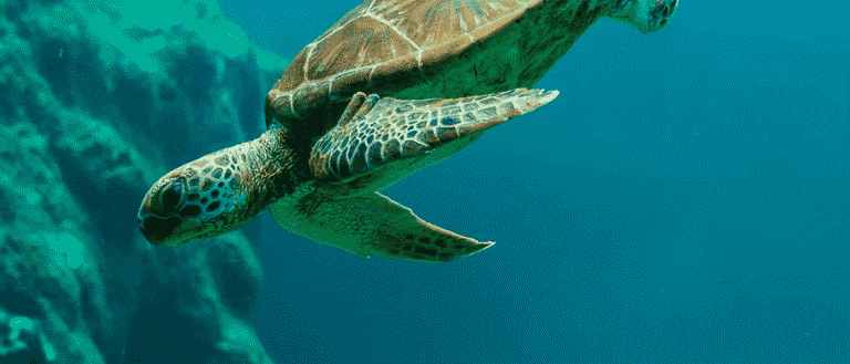 Forget Brunch - This Free Turtle Lagoon in Dubai Is the Real Weekend Plan!