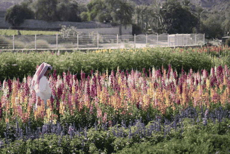 5 Must-Visit Farms in the UAE for a Blooming Good Time!