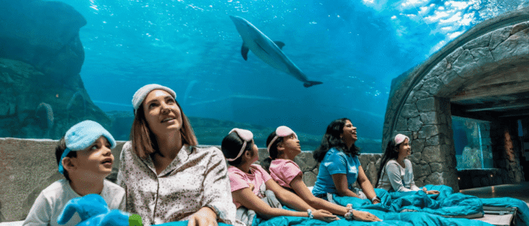 Join SeaWorld Abu Dhabi's Biggest SLEEPOVER! Sleep Next Sharks, Sting Rays & More