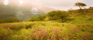 What You Need To Road Trip From UAE To Oman For khareef Season – Rules, Permits, Visa & More