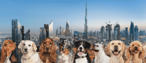 Explore These 24 Dubai Spots You Didn’t Know Were Pet-Friendly For Int Dog Day