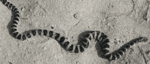 Snakes Spotted In Dubai Community – Residents Put On Alert