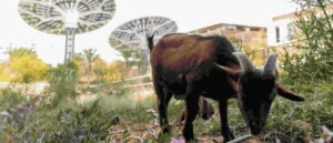 The GOAT Festival Lands At Terra, Expo City Dubai – Family Fun Meets Farm Life!