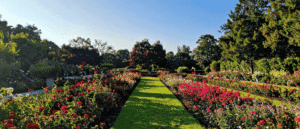 FREE Entry For All Flower Garden Is Now Open In Ajman – Why It’s Worth The Drive