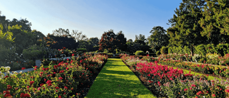 ajman flower garden (1050450ma)