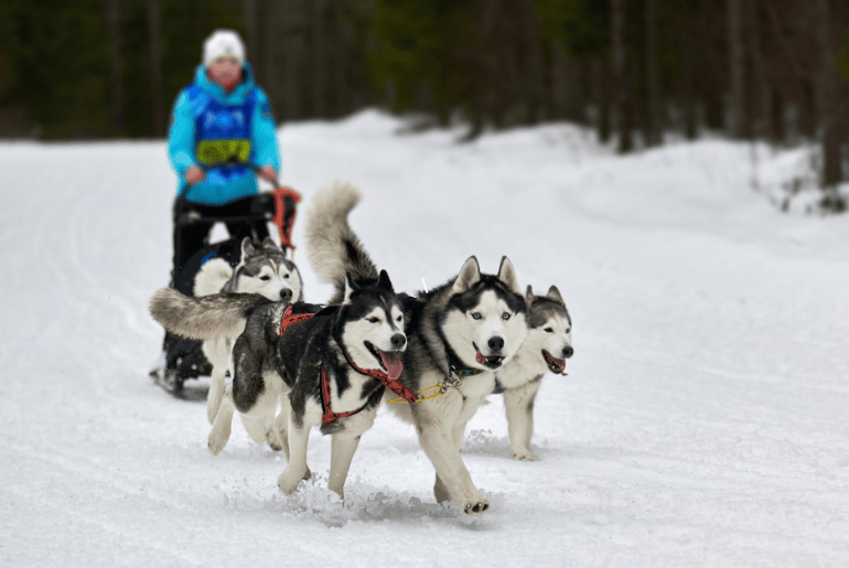 Husky Sledding