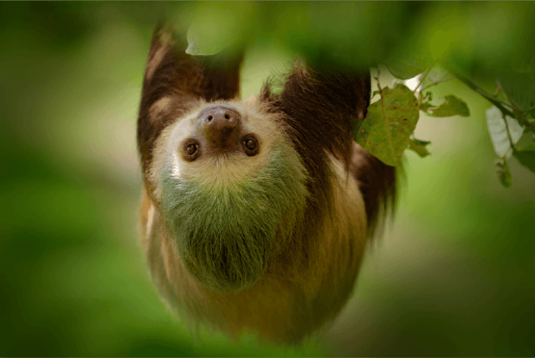 Linnaeus Two-Toed Sloth