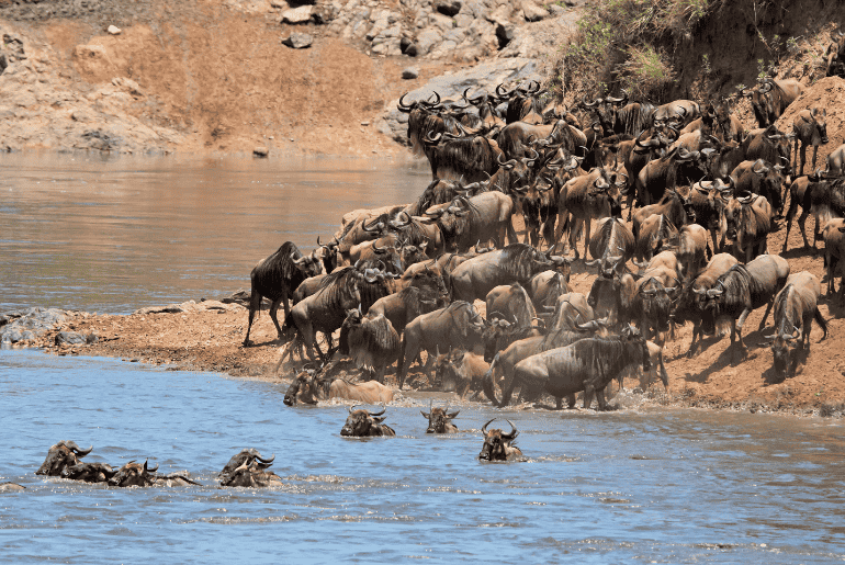 Wildebeest Migration, Kenya