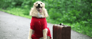 Emirates Launches Pet Travel Support During Flight Disruptions