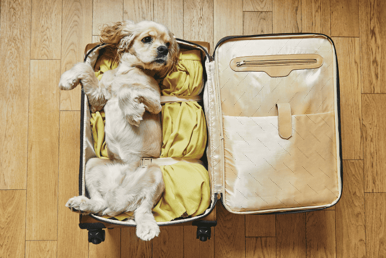 Emirates Sky Cargo For Pets