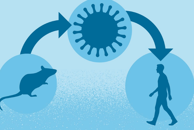 Hantavirus & Prevention Steps When Travelling