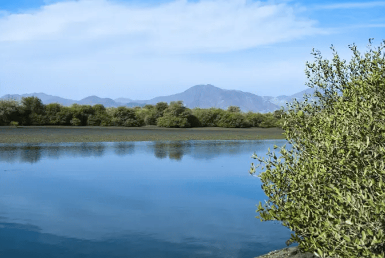 Khor Kalba Mangrove Nature Park