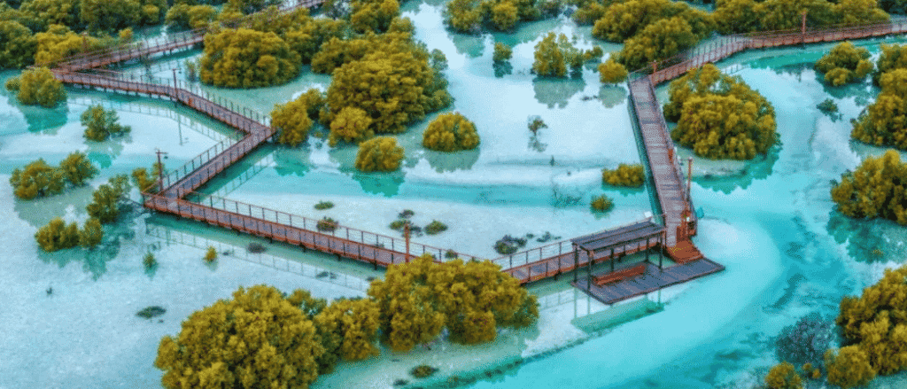 Scenic Mangrove Trips