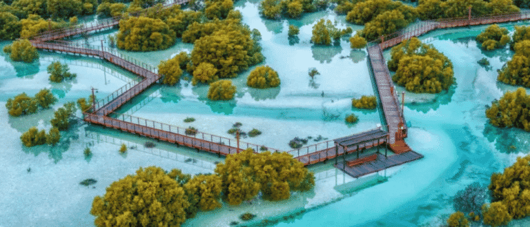 Scenic Mangrove Trips