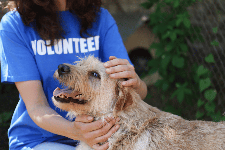 Animal Welfare Shelter