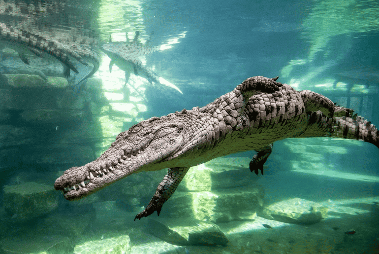 Dubai Crocodile Park