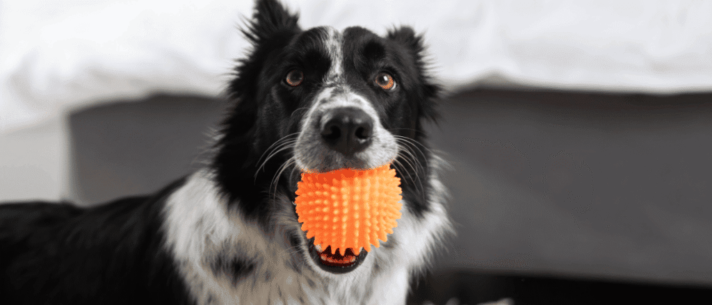 Indoor Activities For Your Dog