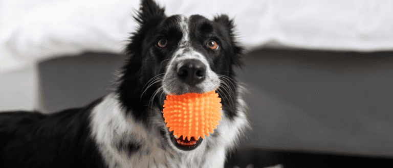Indoor Activities For Your Dog