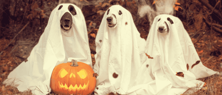 Pet-friendly Halloween dubai